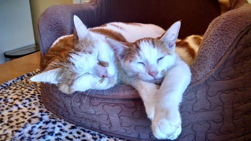 Фотография: 50 красавцев котов и их очаровательные мини-копии №50 - BigPicture.ru