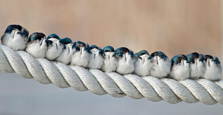 Фотография: Эти птички умеют обниматься! №2 - BigPicture.ru