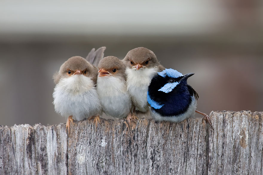 Фотография: Эти птички умеют обниматься! №6 - BigPicture.ru