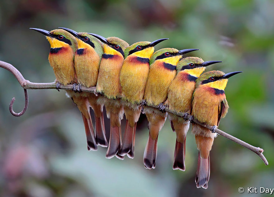 Фотография: Эти птички умеют обниматься! №9 - BigPicture.ru