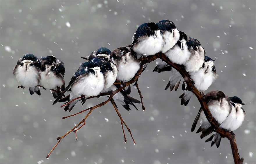 Фотография: Эти птички умеют обниматься! №10 - BigPicture.ru