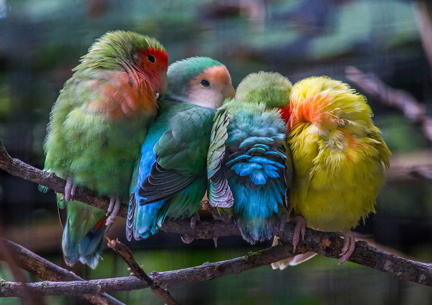 Фотография: Эти птички умеют обниматься! №11 - BigPicture.ru