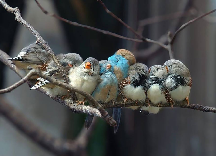 Фотография: Эти птички умеют обниматься! №13 - BigPicture.ru
