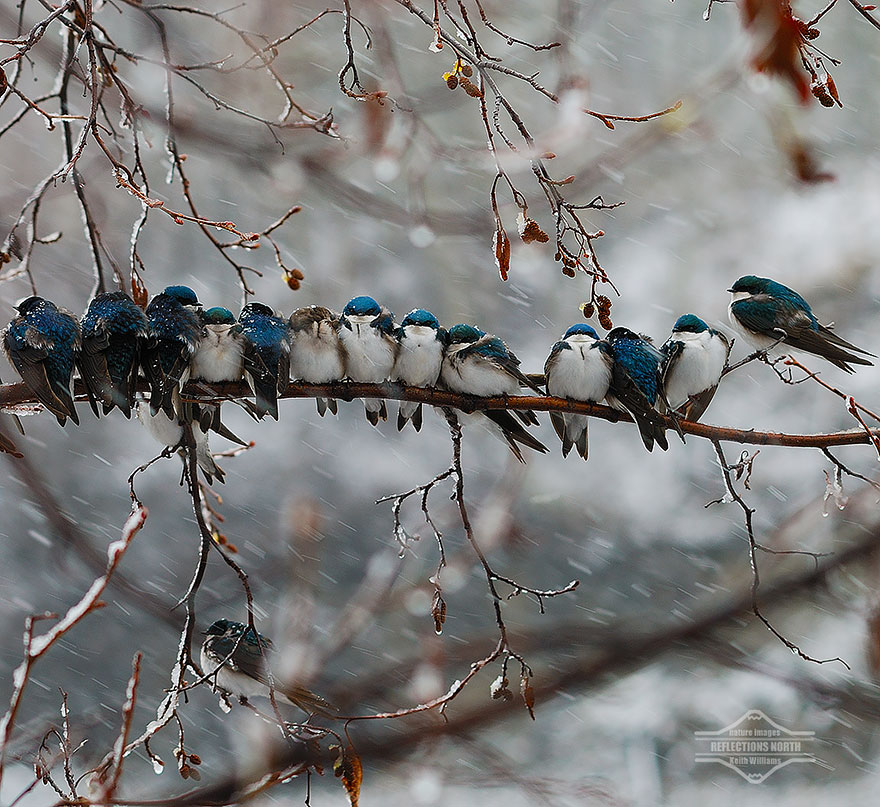 Фотография: Эти птички умеют обниматься! №14 - BigPicture.ru