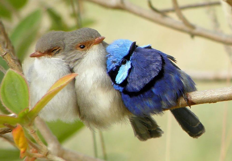 Фотография: Эти птички умеют обниматься! №15 - BigPicture.ru