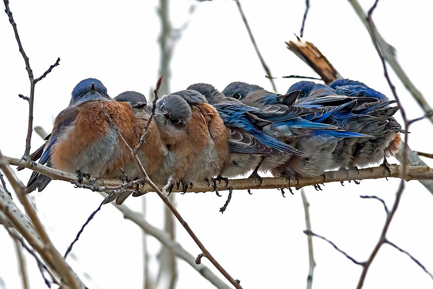 Фотография: Эти птички умеют обниматься! №22 - BigPicture.ru