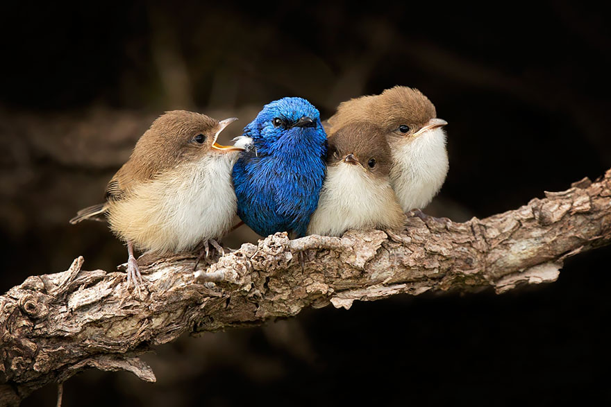 Фотография: Эти птички умеют обниматься! №23 - BigPicture.ru