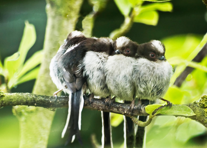 Фотография: Эти птички умеют обниматься! №26 - BigPicture.ru