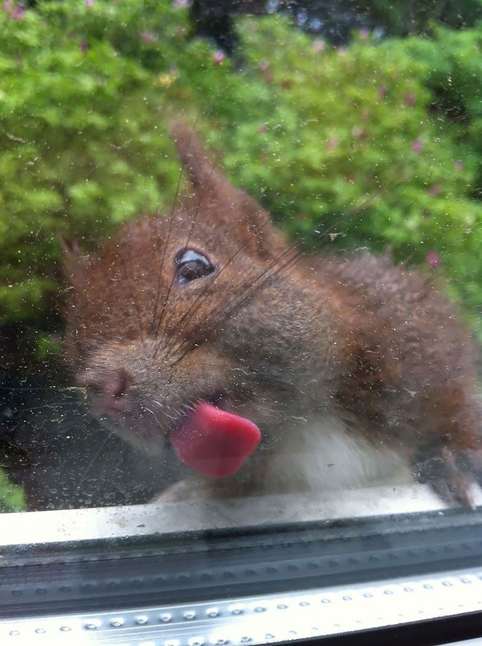 Фотография: 25 животных, которые лижут окна — и крадут наши сердца! №8 - BigPicture.ru