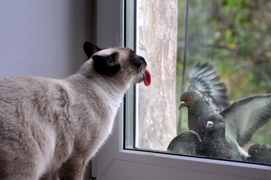 Фотография: 25 животных, которые лижут окна — и крадут наши сердца! №9 - BigPicture.ru