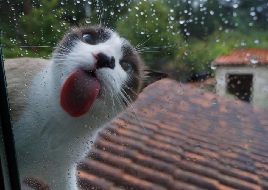 Фотография: 25 животных, которые лижут окна — и крадут наши сердца! №10 - BigPicture.ru