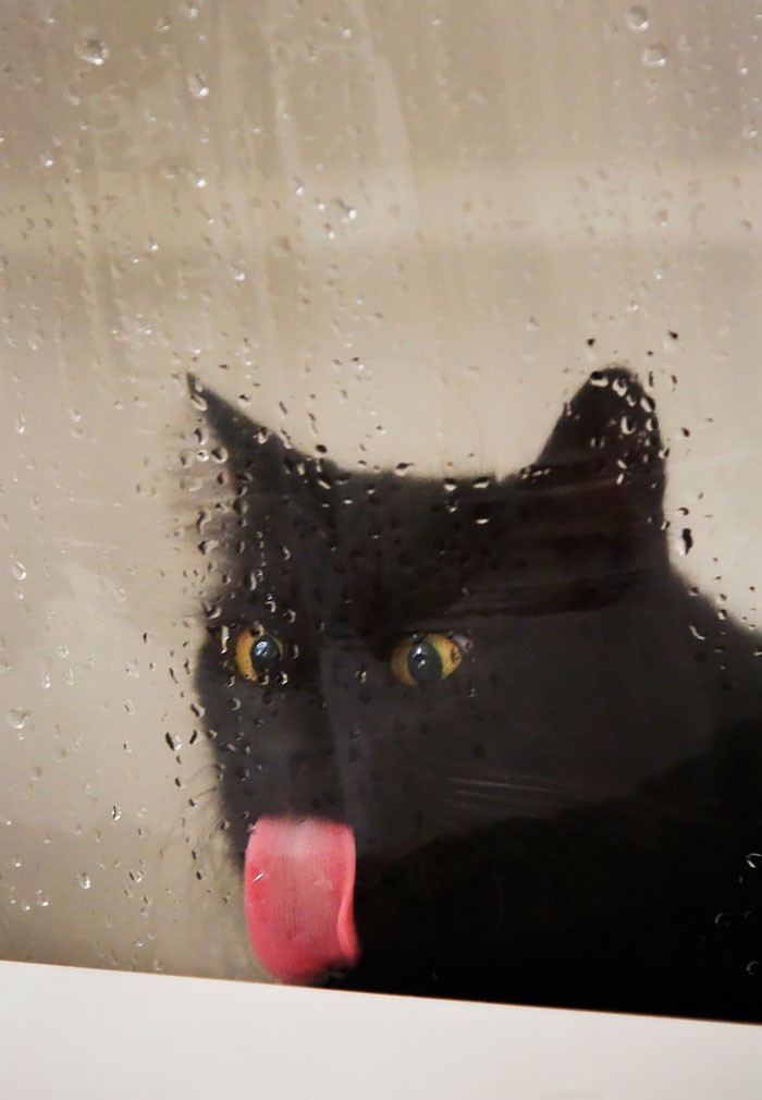 Фотография: 25 животных, которые лижут окна — и крадут наши сердца! №19 - BigPicture.ru