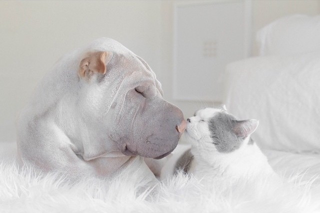 Фотография: Самый фотогеничный шарпей в мире и его друг котик №3 - BigPicture.ru