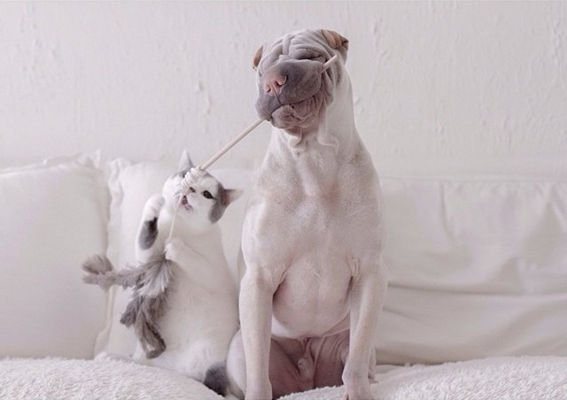 Фотография: Самый фотогеничный шарпей в мире и его друг котик №5 - BigPicture.ru