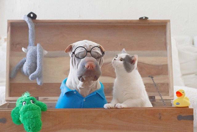 Фотография: Самый фотогеничный шарпей в мире и его друг котик №7 - BigPicture.ru