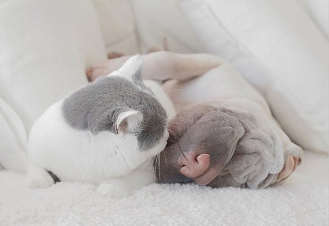Фотография: Самый фотогеничный шарпей в мире и его друг котик №8 - BigPicture.ru