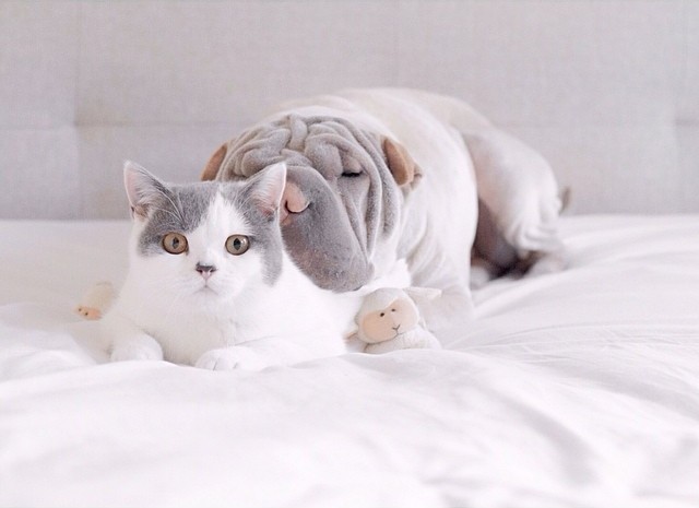 Фотография: Самый фотогеничный шарпей в мире и его друг котик №11 - BigPicture.ru