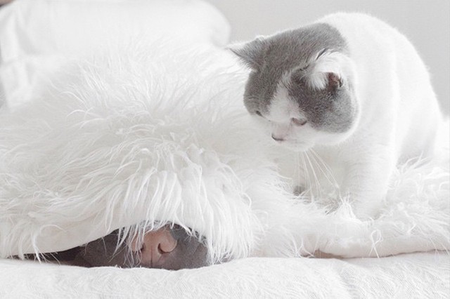 Фотография: Самый фотогеничный шарпей в мире и его друг котик №12 - BigPicture.ru