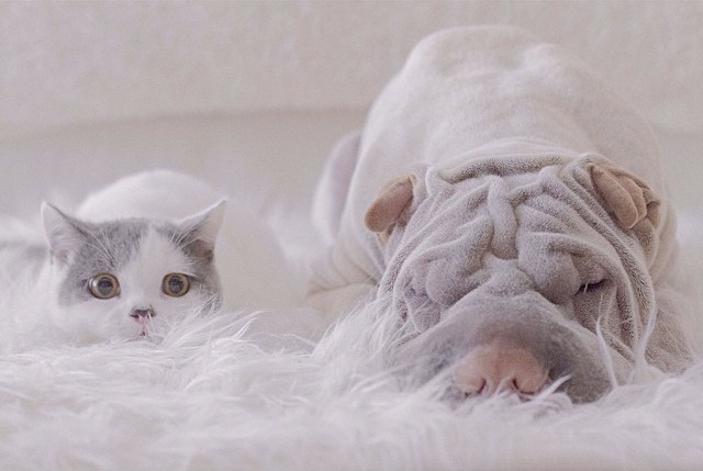 Фотография: Самый фотогеничный шарпей в мире и его друг котик №14 - BigPicture.ru