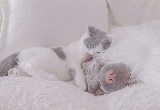 Фотография: Самый фотогеничный шарпей в мире и его друг котик №16 - BigPicture.ru