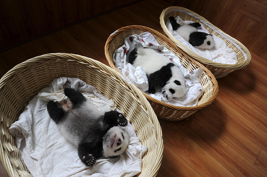 Фотография: Умиляющее зрелище: милые маленькие медвежата панды в корзинках №5 - BigPicture.ru