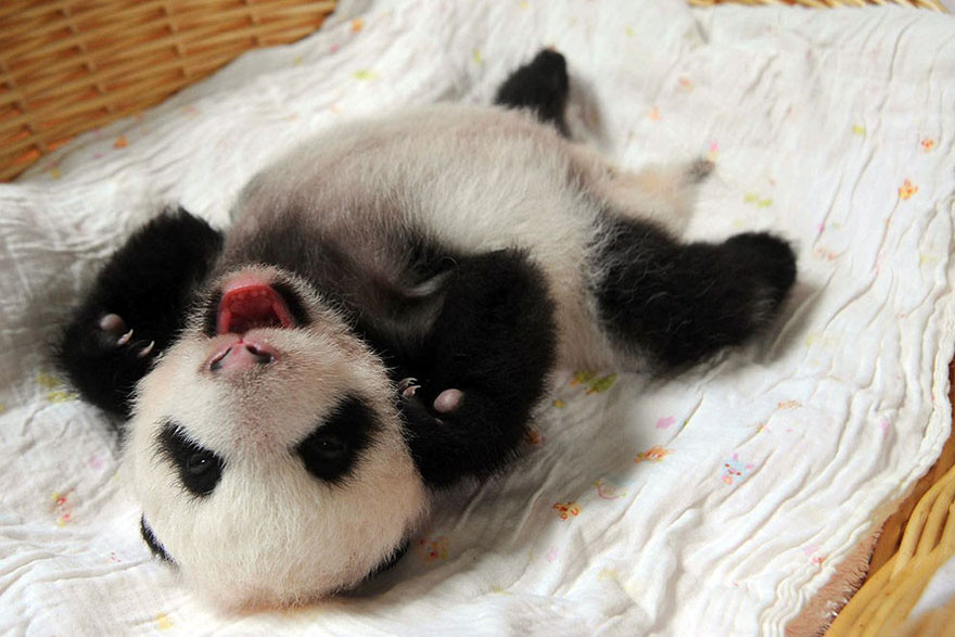 Фотография: Умиляющее зрелище: милые маленькие медвежата панды в корзинках №6 - BigPicture.ru