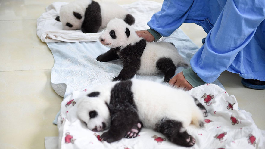 Умиляющее зрелище — милые маленькие медвежата панды в корзинках