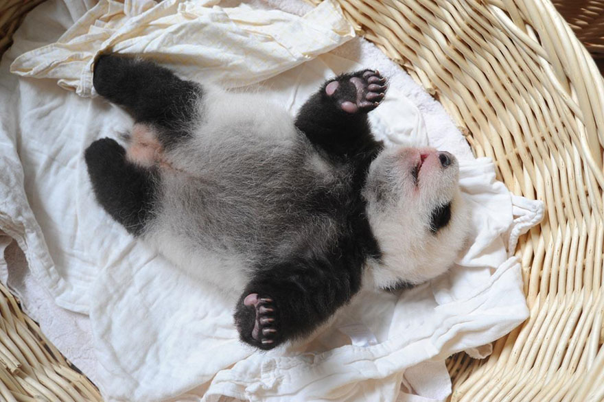 Фотография: Умиляющее зрелище: милые маленькие медвежата панды в корзинках №11 - BigPicture.ru