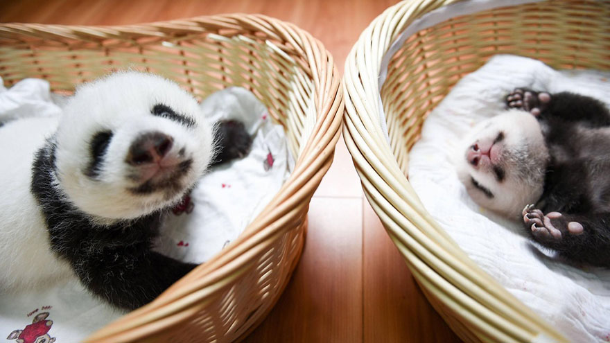 Фотография: Умиляющее зрелище: милые маленькие медвежата панды в корзинках №12 - BigPicture.ru