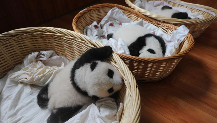 Фотография: Умиляющее зрелище: милые маленькие медвежата панды в корзинках №13 - BigPicture.ru