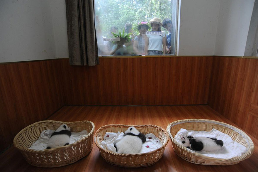 Фотография: Умиляющее зрелище: милые маленькие медвежата панды в корзинках №15 - BigPicture.ru