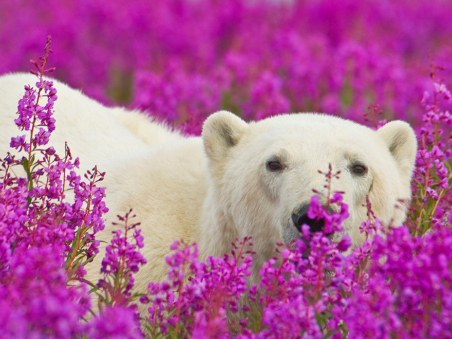 Фотография: Белые медведи не в снегу, но в цветах: такого вы еще не видели №4 - BigPicture.ru