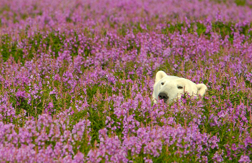 Фотография: Белые медведи не в снегу, но в цветах: такого вы еще не видели №5 - BigPicture.ru