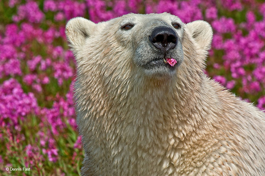Фотография: Белые медведи не в снегу, но в цветах: такого вы еще не видели №6 - BigPicture.ru