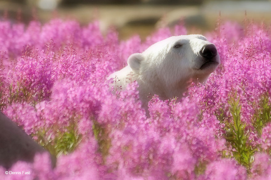 Фотография: Белые медведи не в снегу, но в цветах: такого вы еще не видели №9 - BigPicture.ru