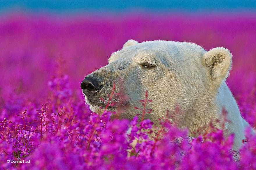 Фотография: Белые медведи не в снегу, но в цветах: такого вы еще не видели №11 - BigPicture.ru