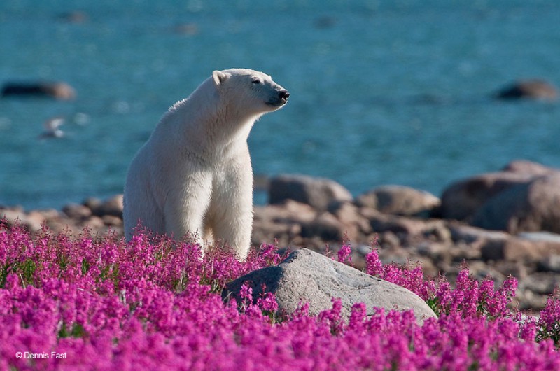 Белые медведи не в снегу, но в цветах - BigPicture.ru