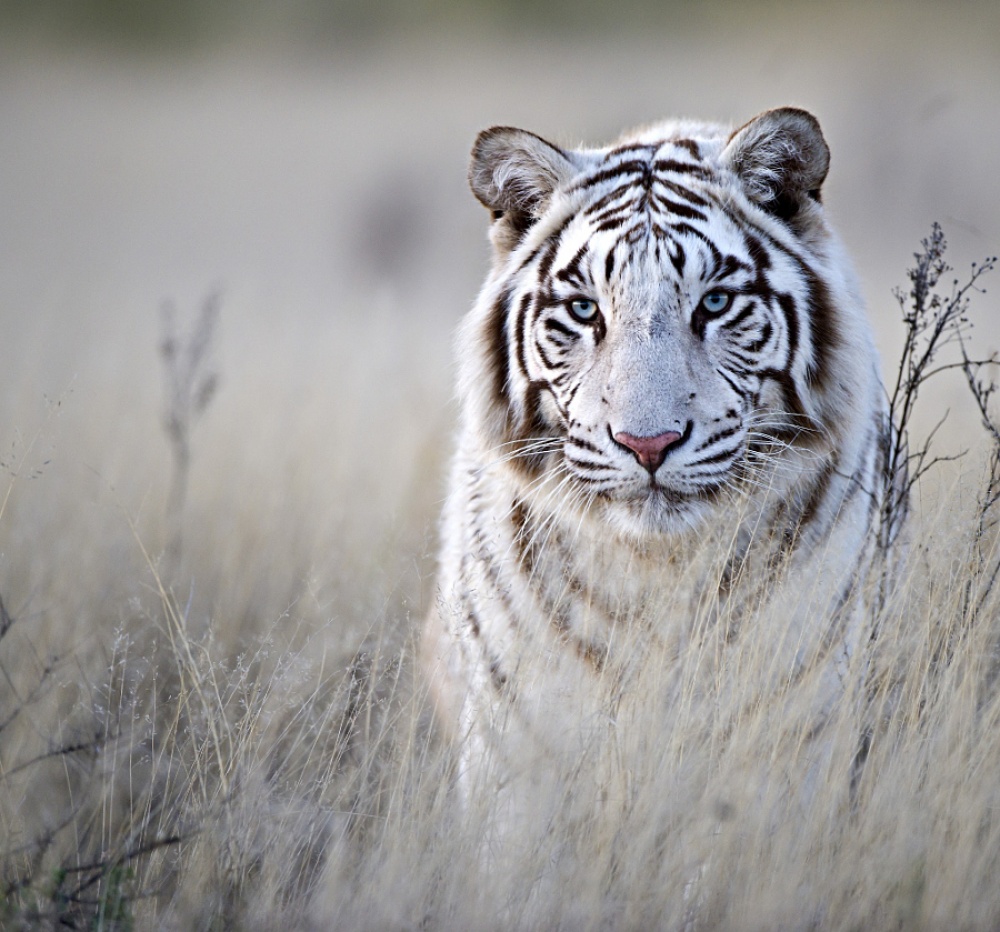 Фотография: Тигры и их дикий животный магнетизм №4 - BigPicture.ru