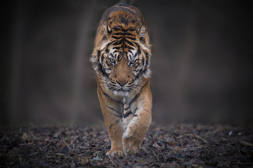 Фотография: Тигры и их дикий животный магнетизм №5 - BigPicture.ru
