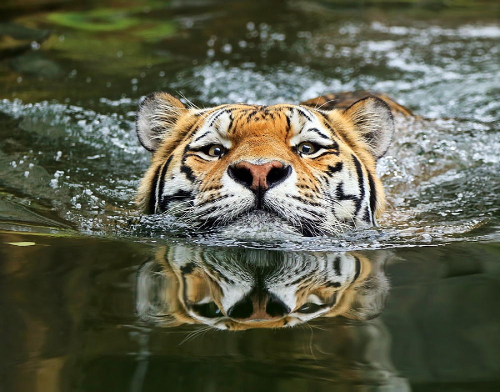 Фотография: Тигры и их дикий животный магнетизм №6 - BigPicture.ru
