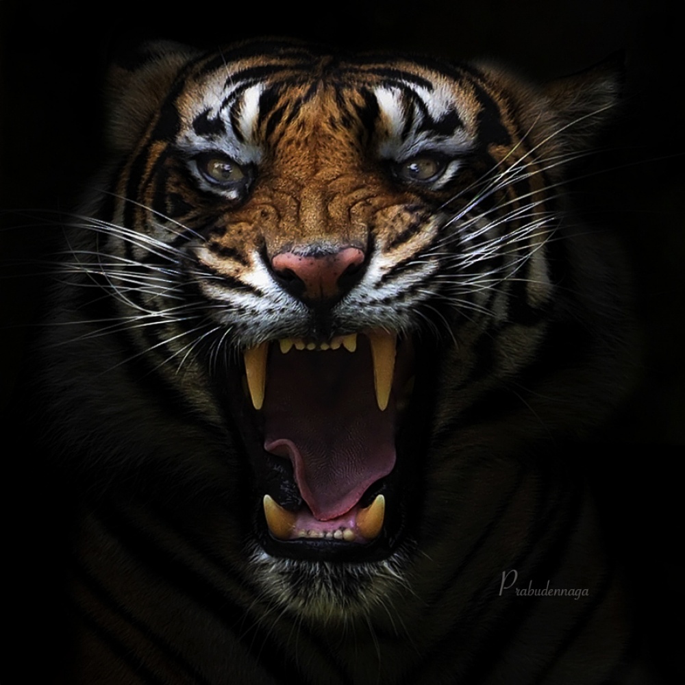 Фотография: Тигры и их дикий животный магнетизм №7 - BigPicture.ru