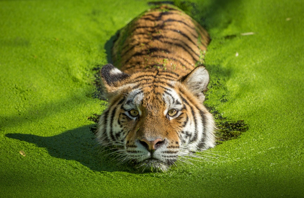 Фотография: Тигры и их дикий животный магнетизм №8 - BigPicture.ru