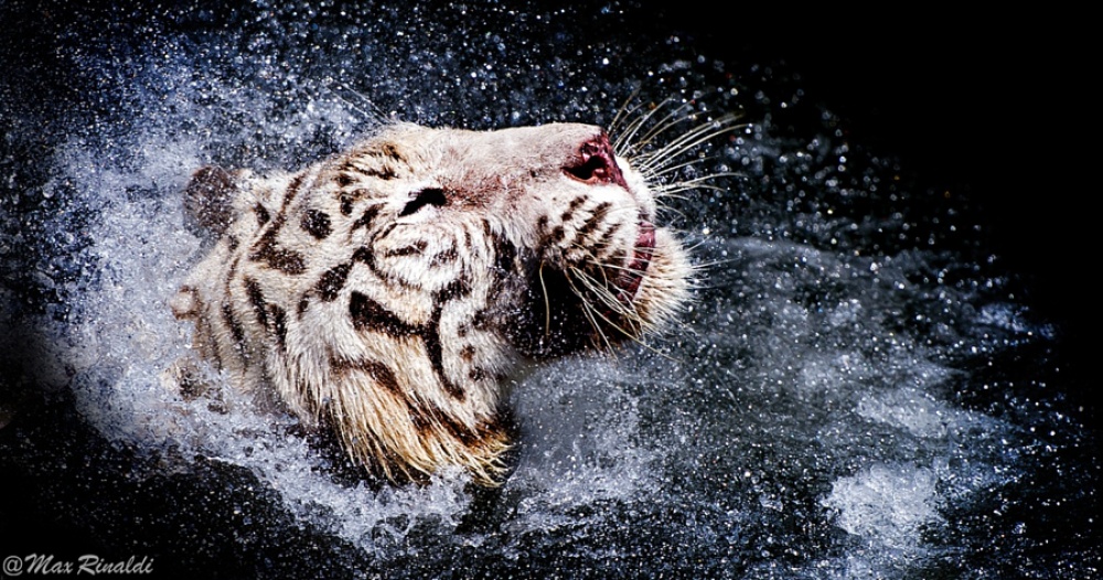 Фотография: Тигры и их дикий животный магнетизм №9 - BigPicture.ru