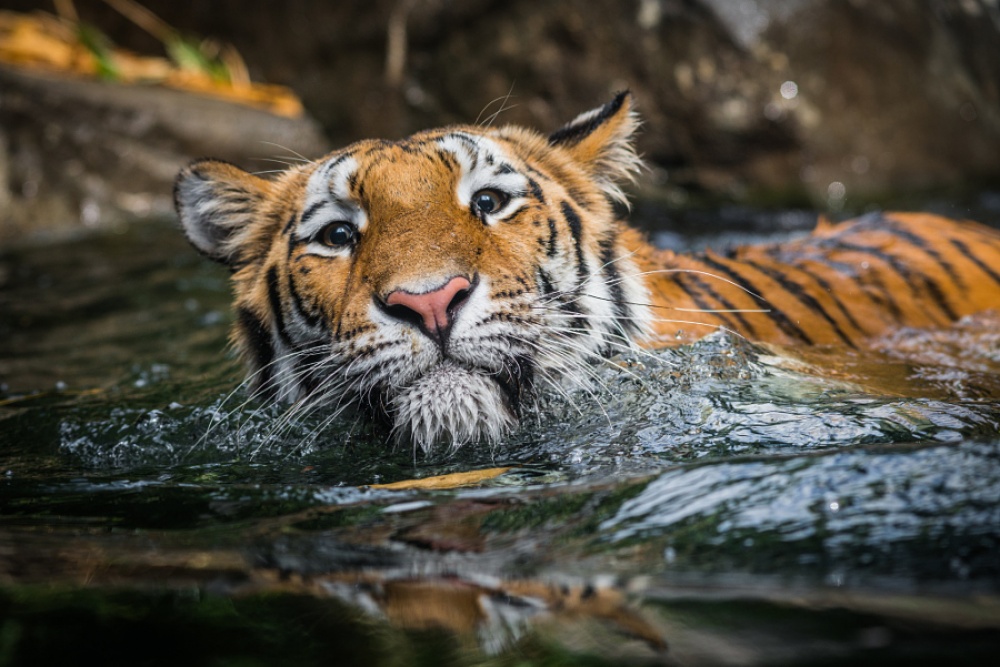 Фотография: Тигры и их дикий животный магнетизм №10 - BigPicture.ru