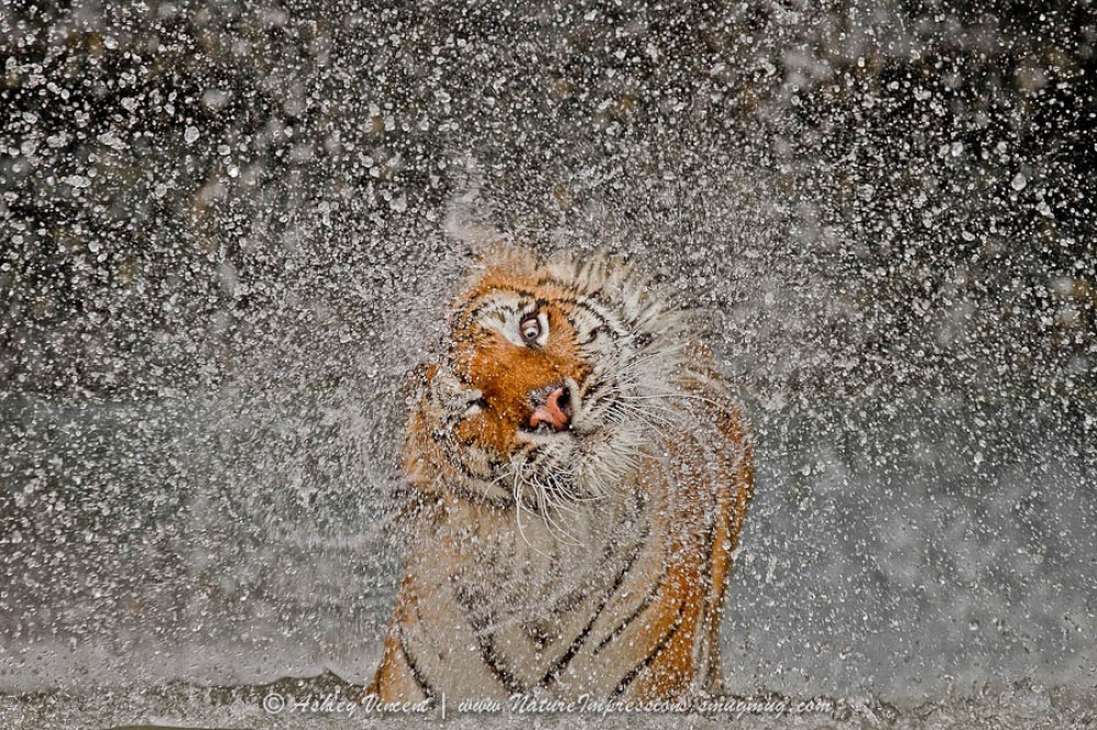 Фотография: Тигры и их дикий животный магнетизм №12 - BigPicture.ru