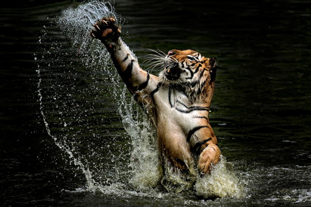 Фотография: Тигры и их дикий животный магнетизм №13 - BigPicture.ru
