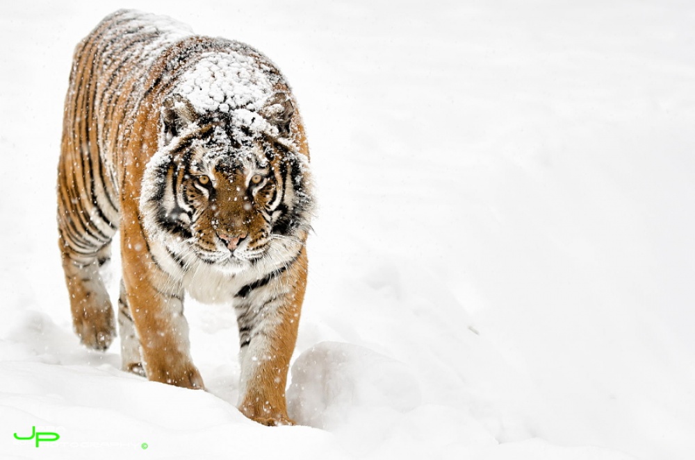 Фотография: Тигры и их дикий животный магнетизм №14 - BigPicture.ru