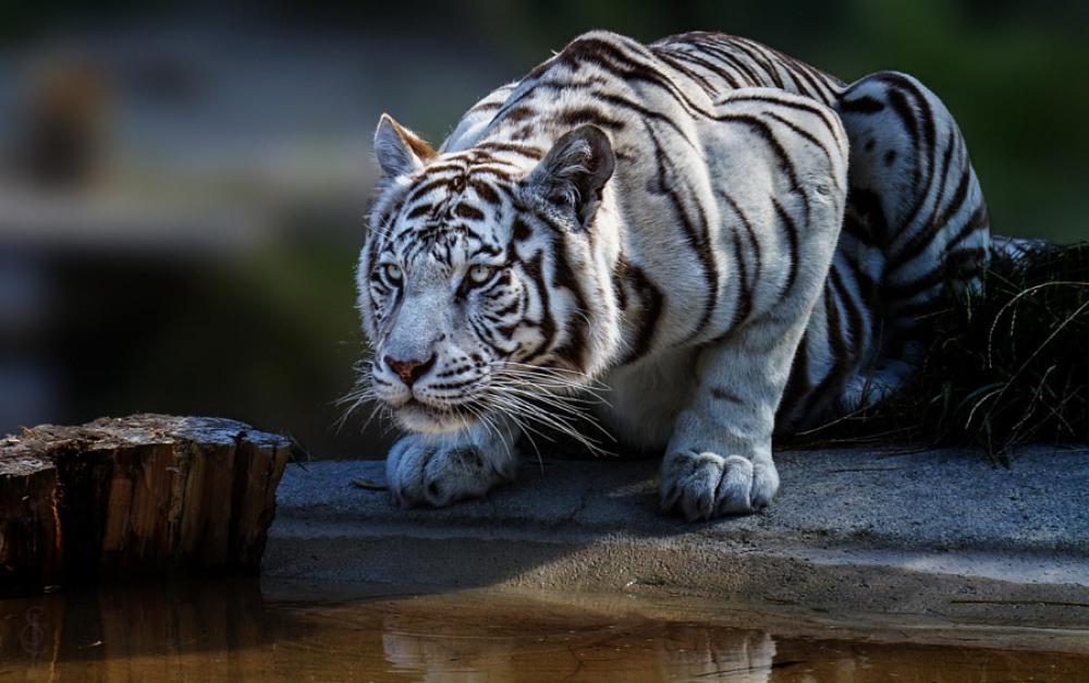 Фотография: Тигры и их дикий животный магнетизм №15 - BigPicture.ru