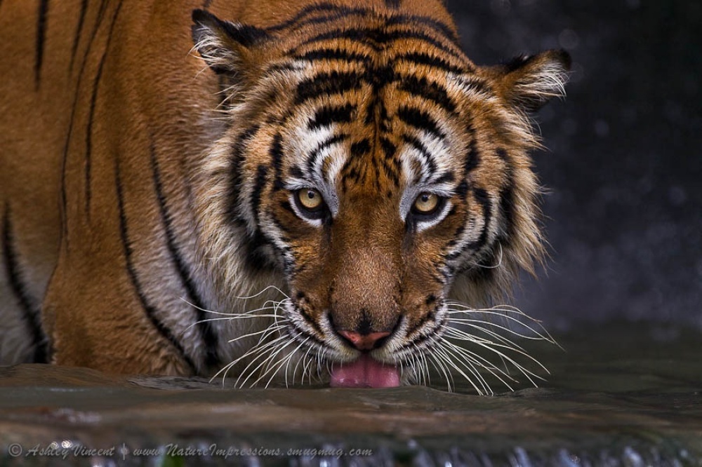 Фотография: Тигры и их дикий животный магнетизм №16 - BigPicture.ru