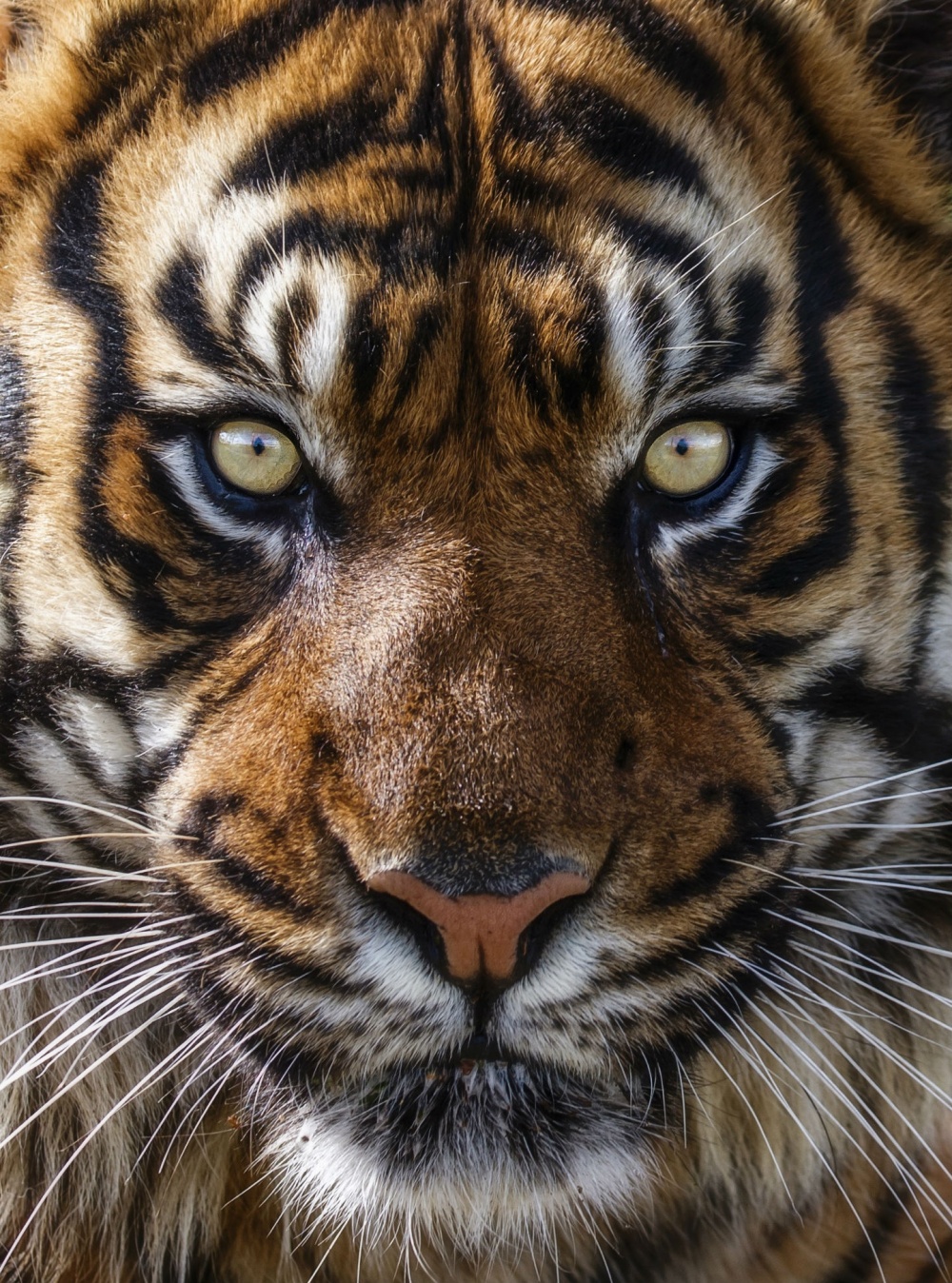 Фотография: Тигры и их дикий животный магнетизм №17 - BigPicture.ru
